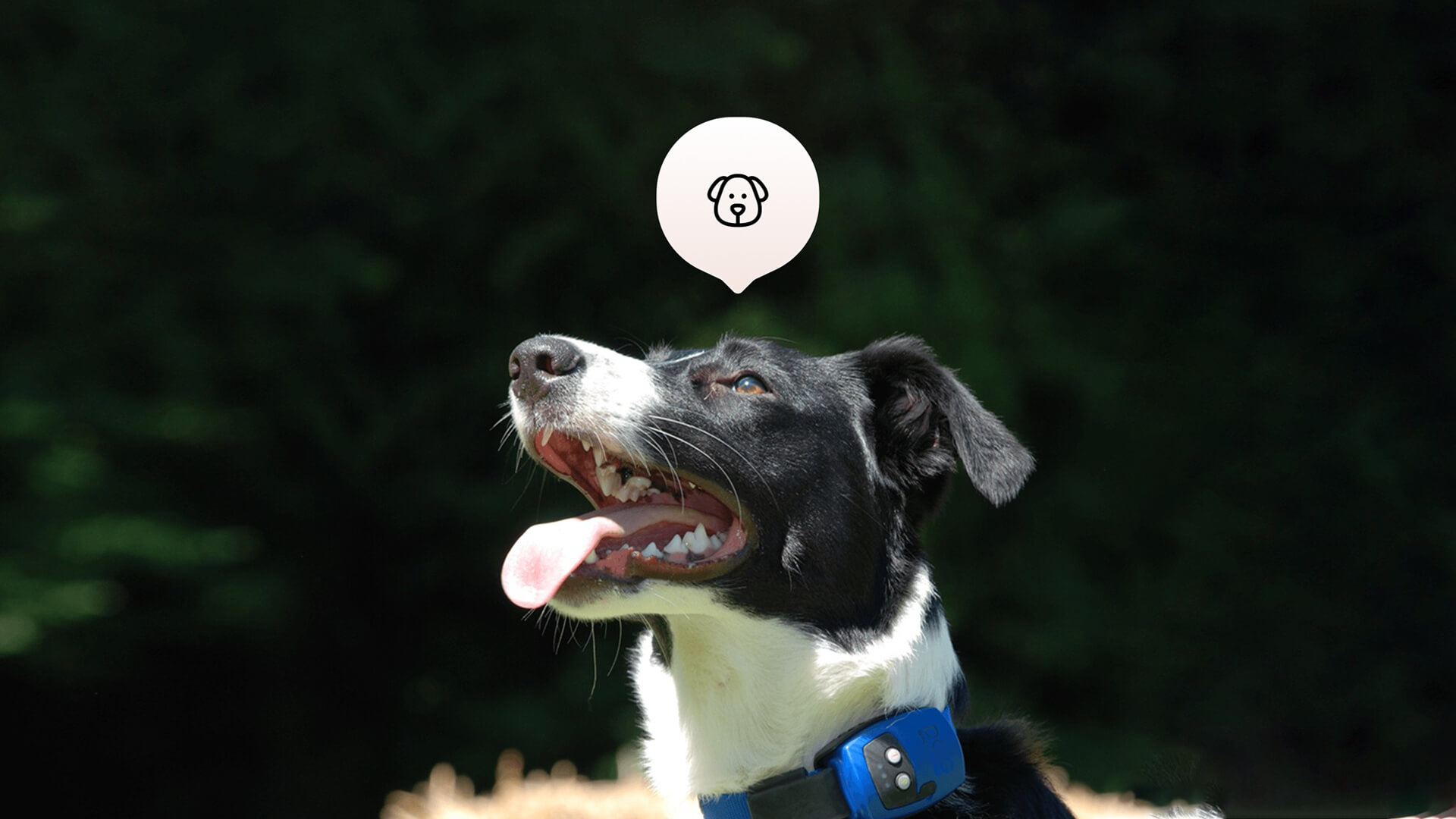 The Smart Dog Collar - An IoT Innovation for Pets