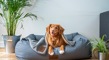 IoT solutions for pets